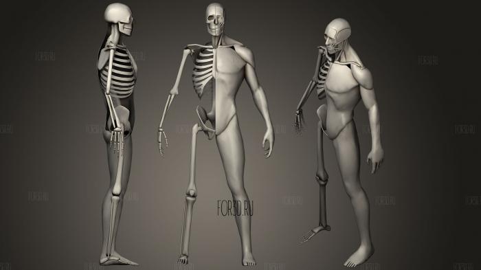 Stylized anatomy 3d stl модель для ЧПУ